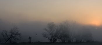 Mgła nad Wartą, okolice Rogalina
